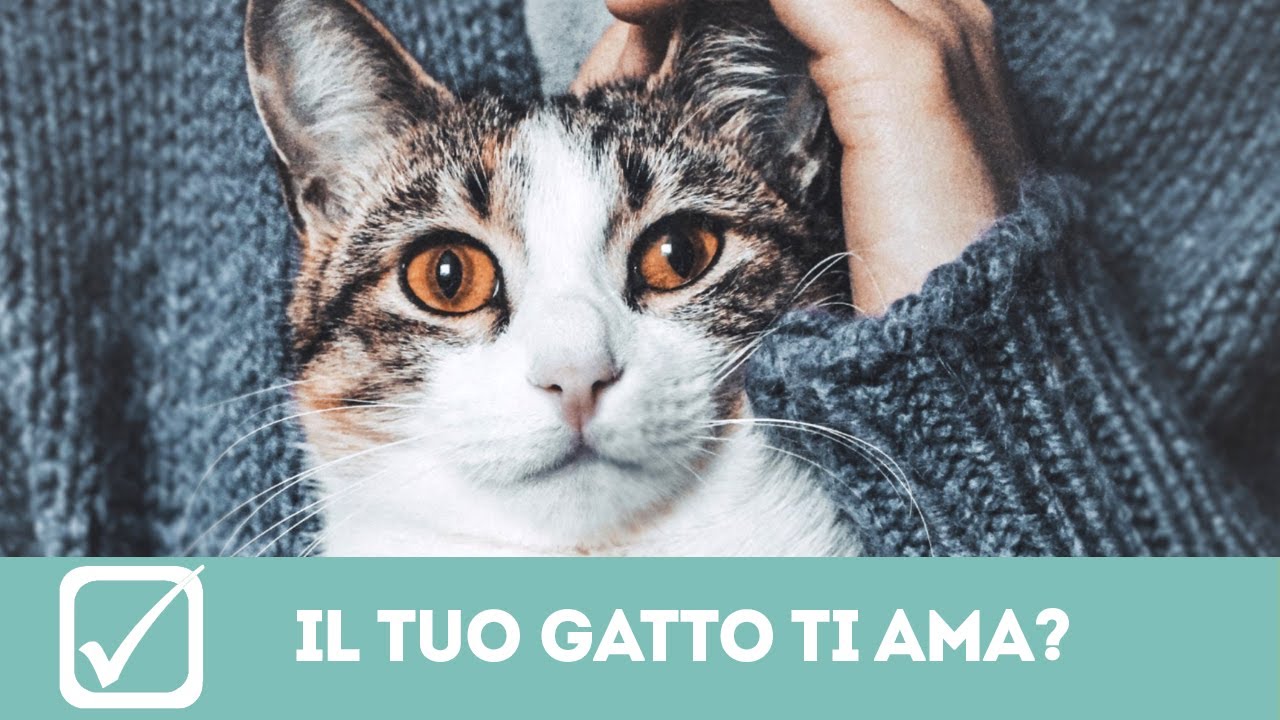 Come Capire Se Il Tuo Gatto Ti Odia