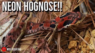 Incredible Red Hognose Snake and Baby Alligator Snapper! Fall Magic in North Georgia