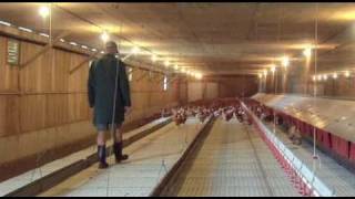http://www.virtualfarmtours.ca Caring for the hens takes a lot of hard work. In this video, you