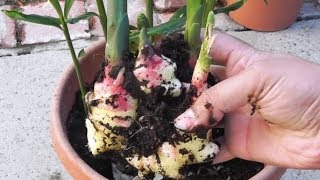 Zencefil Evde Yetişir Mi??, Zencefil Nasıl Yetişir? ( GINGER GROWING )Nasıl dikilir?