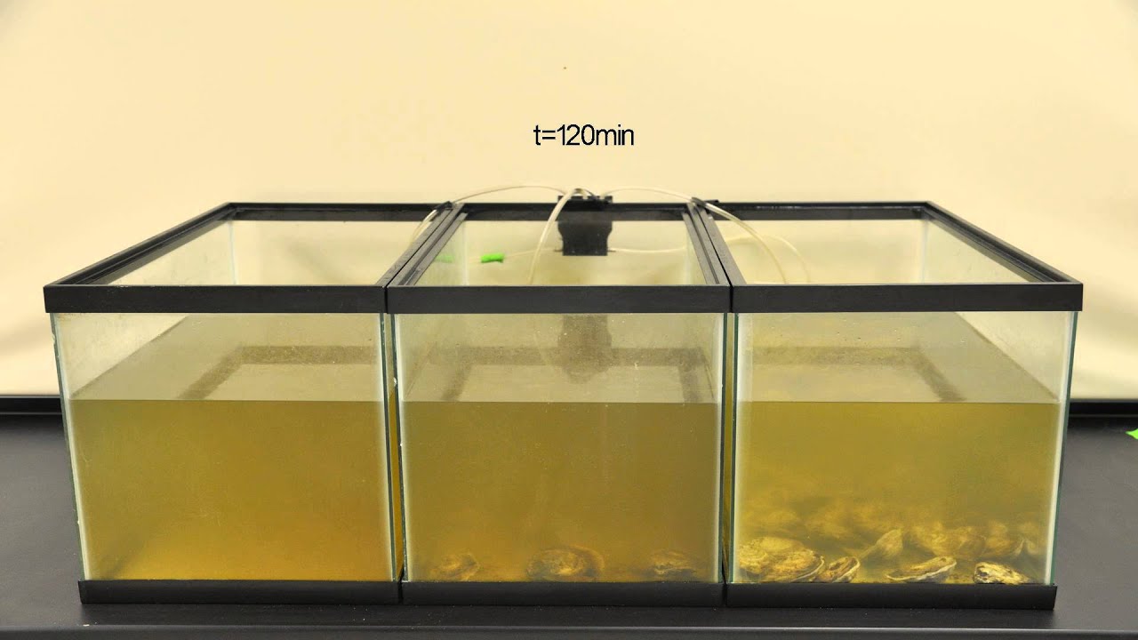 Oyster Filtration Demonstration High Phytoplankton Concentration