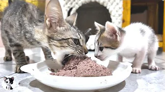 The First Canned Food for a 1.9kg Mom Cat and Her Hungry Kittens