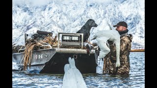 TUNDRA SWAN HUNT