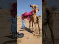 Groom Lifting His Bride Onto A Camel A Stunning Desert Shorts Groom Lifting His Bride Onto A Camel A Stunning Desert Shorts