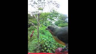 #birds #birdwatcher