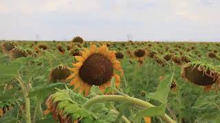 Sunflower Field Under the Open Sky
