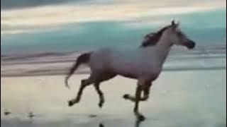 Kumpulan Video Kuda Berlari di Alam