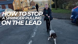 How To Stop A Springer Pulling On The Lead | The Dog Therapist by The Dog Therapist 1,099 views 3 months ago 5 minutes