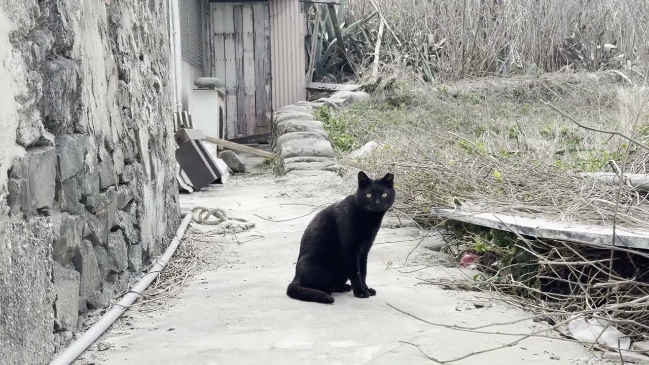 桶盤島の廃墟にいた黒猫さん - YouTube