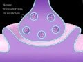 Neuronal Synaptic Cleft - A Level Biology