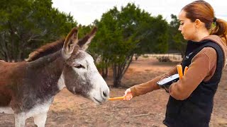 Maya gives the animals of the pasture TONS of treats at Alveus