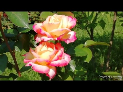 #Роза Восточный Экспресс.// Цветение розы восточный экспресс. Дача, июнь 2021