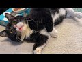 飼い主のくしゃみにびっくりしたもんたの顔が天使だった