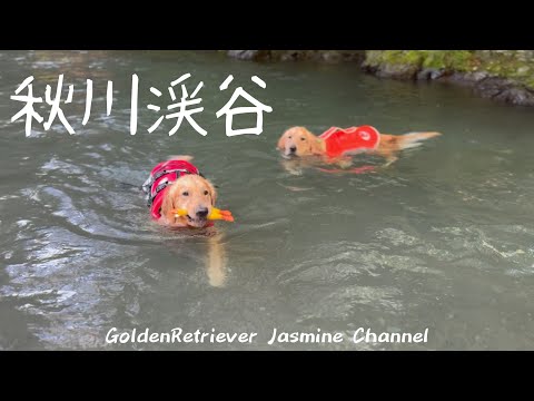 ゴールデンレトリバー&ブルドッグ in 秋川渓谷