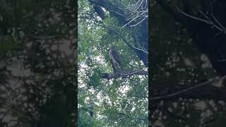 Broadwing hawk in my neighbors yard