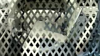 2008 FORD ESCAPE Cherry Hill, NJ 49972