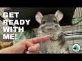 Linus the chinchillas daily routine