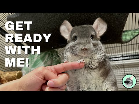 Video: Hoe Potty Train Pet Rats