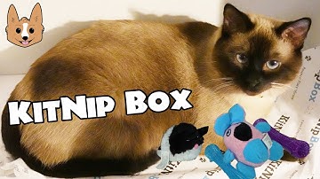 KitNip Box - Monthly Cat Subscription Box Unboxing 2020 (The FANily)