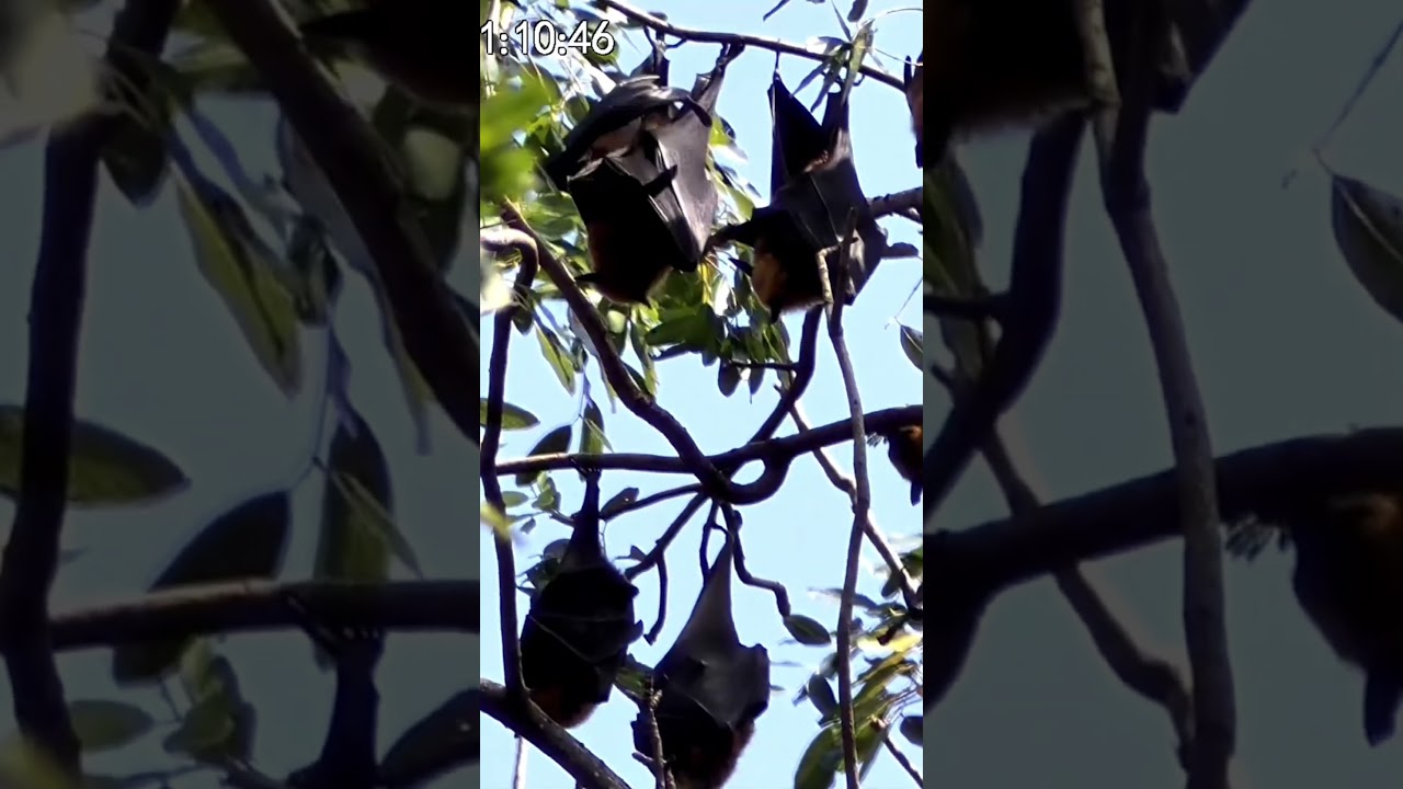 Rare View of Giant Fruit Bats #wildlife #nature