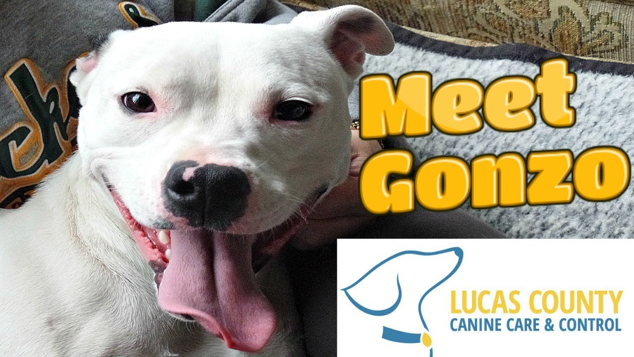 Lucas County Canine Care And Control