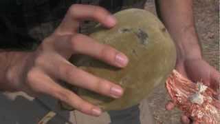 Eating Wild Baobab Tree Fruit in Zambia