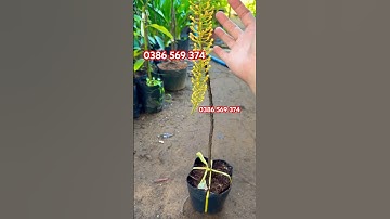 Cây Lộc vừng Thái hoa vàng chỉ thiên | 0386569374 - Ngọc Ngân Bến Tre | Chuyên cây độc lạ