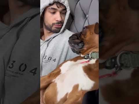 Funny boxer dog