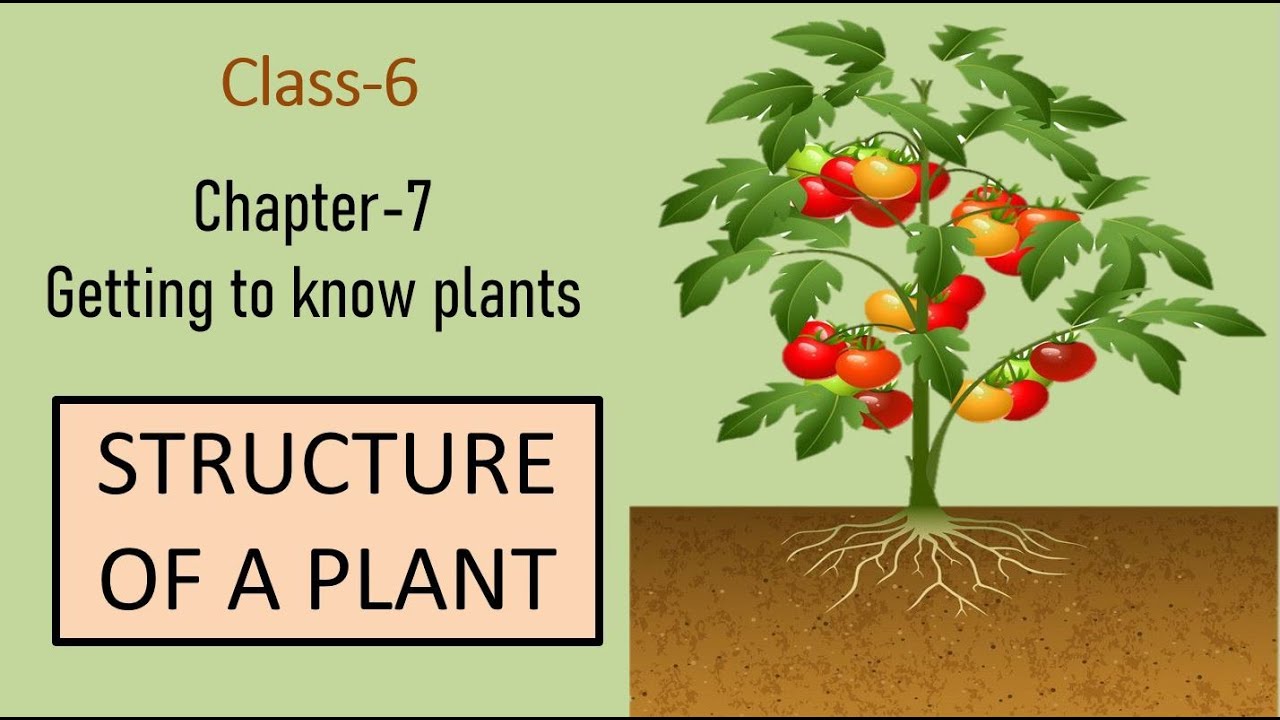 Different Types of Plants. Different Plants. Different Plants together. Knows that plants