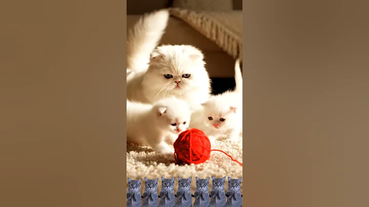 Video 11794211: kitten cat ball, cat kittens playing funny, cat kittens enjoying