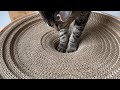 バリバリボウルの中心を押し込みたいウチのニャンコ（My cat that I want to finish.）