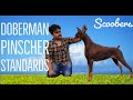 Best of doberman pinscher dog breed  the super intelligent dog breed  scoobers