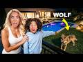There's a Vicious WOLF in the Back of Our Dream Home