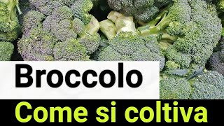 Coltivazione Del Cavolo Broccolo Poche Ree Per Broccoli Super