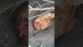 My Chicken Taking A Dirt Bath