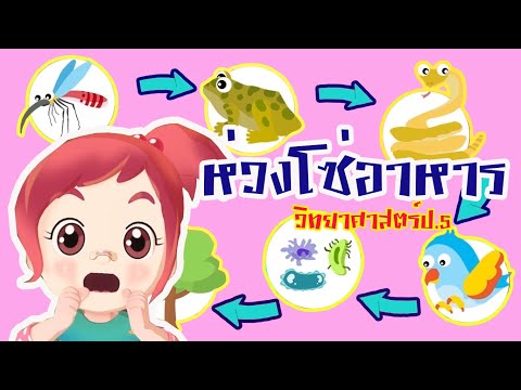 วิทยาศาสตร์ ป.5 โซ่อาหาร Food chain(Life Science) Lipda Pola DIY KIDS EP.5 ตอน ห่วงโซ่อาหาร