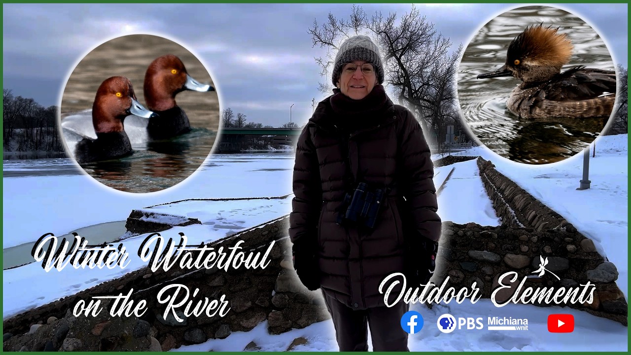 Winter Waterfowl on the River | Outdoor Elements