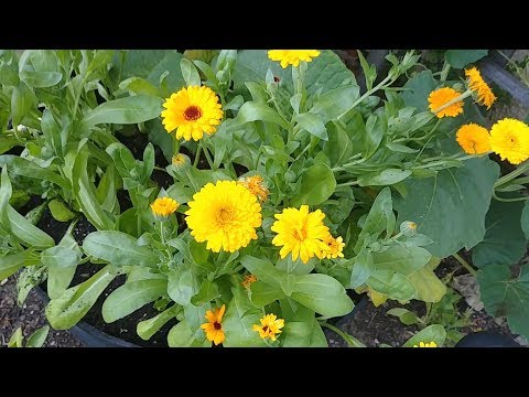 Video: Should You Deadhead Calendula Flowers: Naučite se, kako ognjič umrti