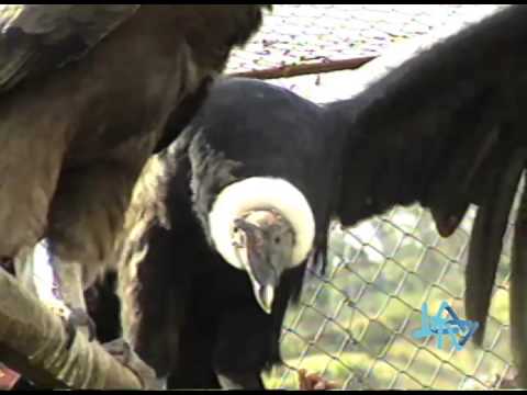 Condor Zoologico De Banos 1990 La Tv Ecuador Youtube