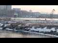 белохвостые орланы снова во Владивостоке