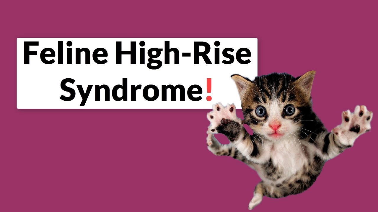 What Is Feline Highrise Syndrome And What to Do About It? YouTube