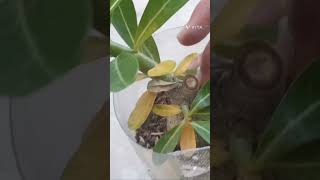 REMOVING INFECTED PART FROM ADENIUM #adenium #adeniumcare  #desertrose #pruning #airlayering