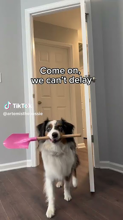 TIKTOK Pets Will you help me hide a body ?  (ENG)