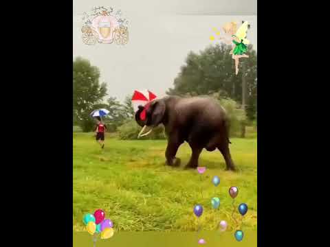 ПУСТЬ У ВСЕХ ВСЕГДА БУДУТ ТОЛЬКО ДОБРЫЕ ДОРОЖКИ🌺!С ДОБРЫМ УТРОМ!🎈ХОРОШЕГО НАСТРОЕНИЯ!😉😊🧁#позитив