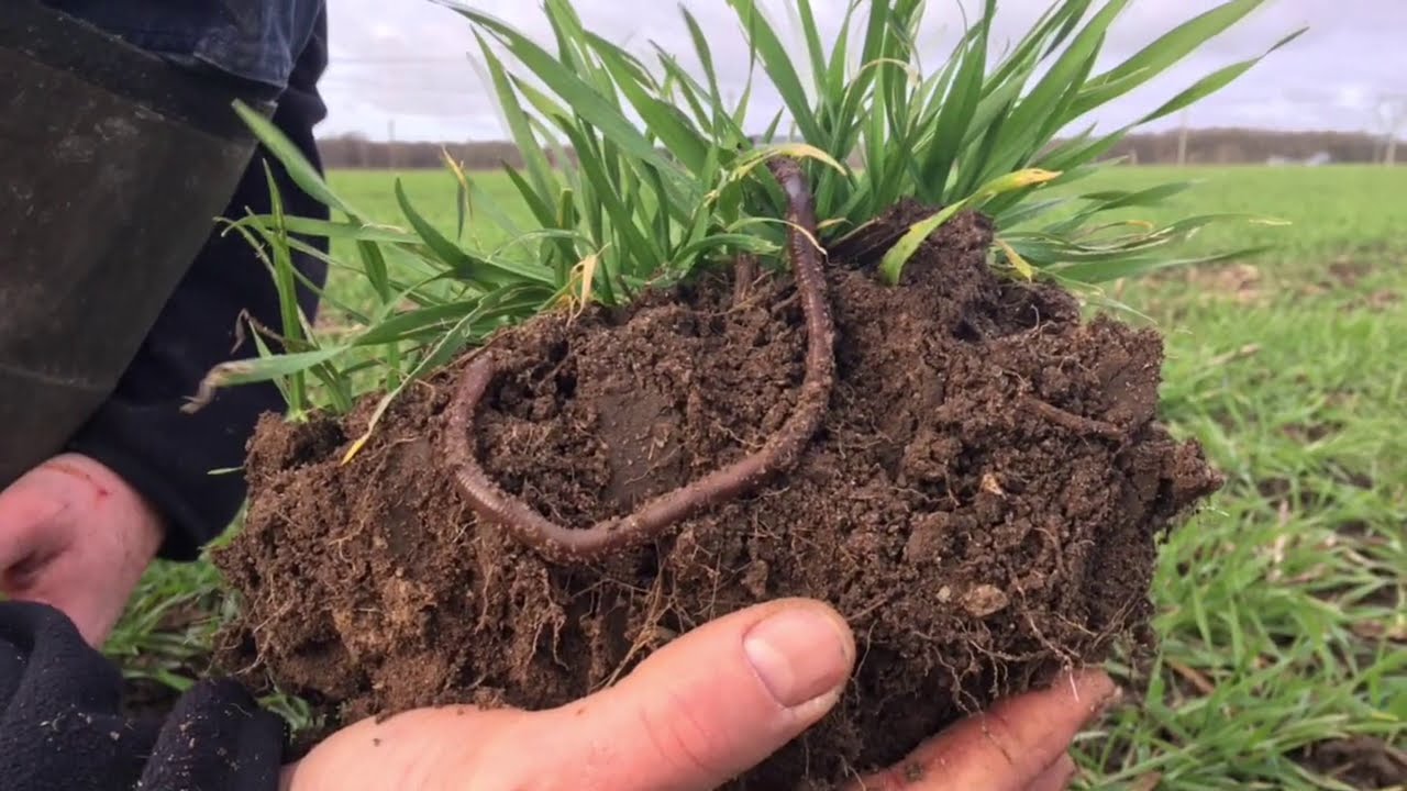 L' Agriculture Régénérative chez Angus de Sologne - Franck Baechler