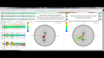 Visualization of Animal Sensor Data: Undergraduate BSc Project