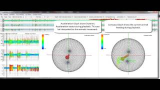 Celebrity Visualization of Animal Sensor Data: Undergraduate BSc Project Wealth
