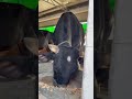 Lunch time #goru #cow #agro #bull #dhaka #bangladesh #sreenagar #munshiganj #farm