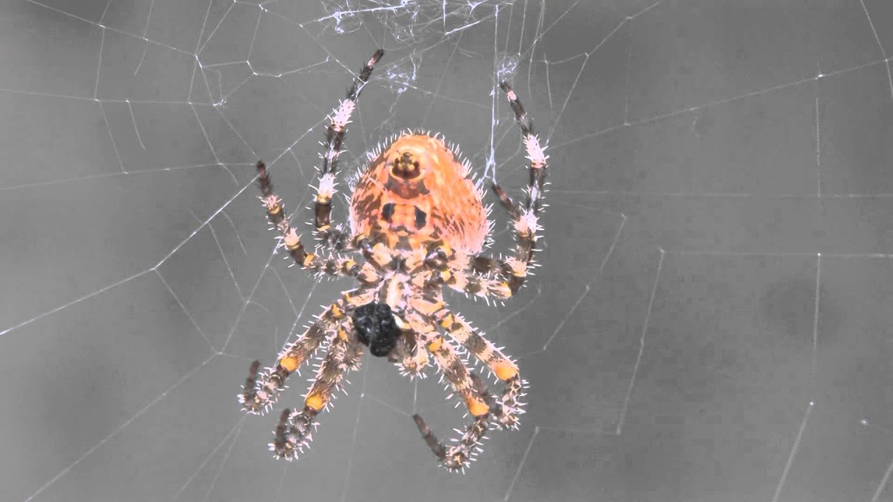 spider eats fly - YouTube