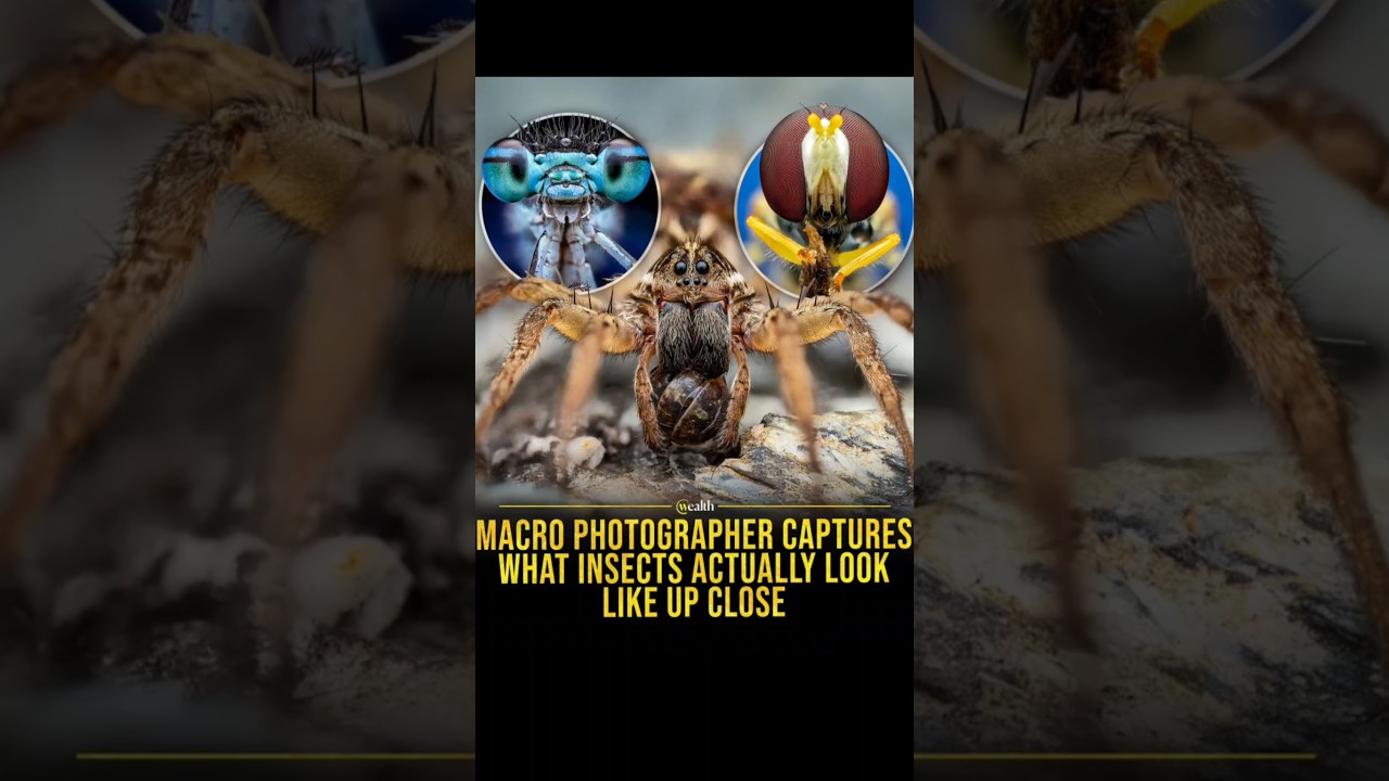 MACRO PHOTOGRAPHER CAPTURES WHAT INSECTS ACTUALLY LOOK LIKE UP CLOSE 